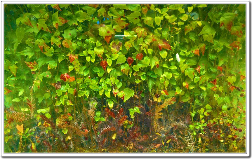 Austin Living Walls